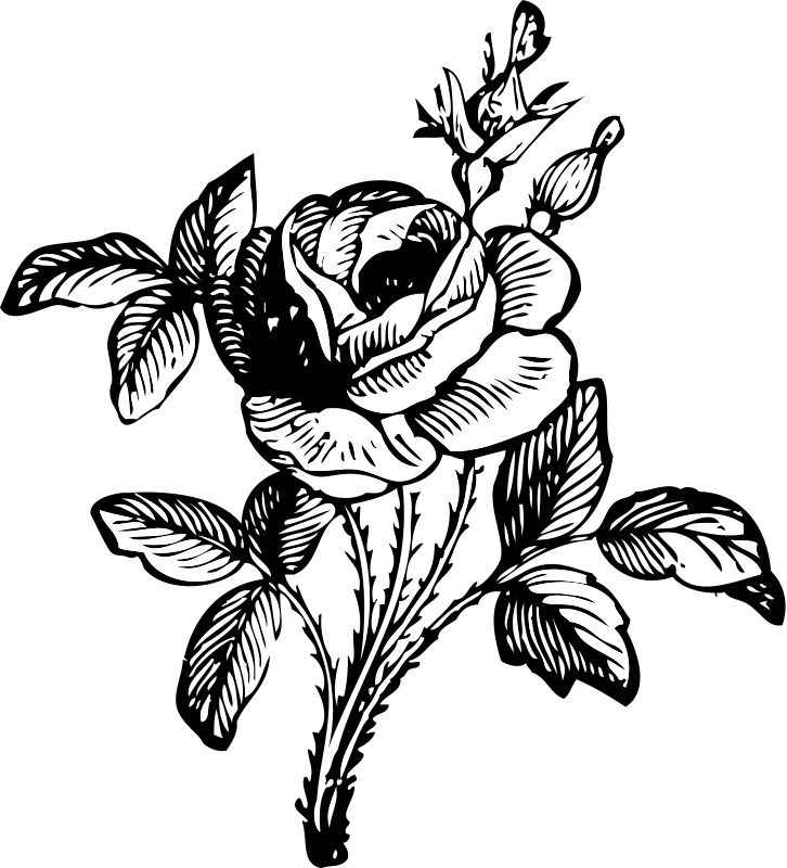 Line Art Rose Flower | Free Cliparts