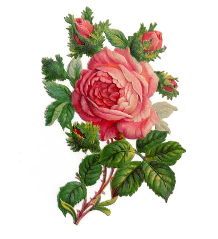 Clip art flowers roses | Free Reference Images